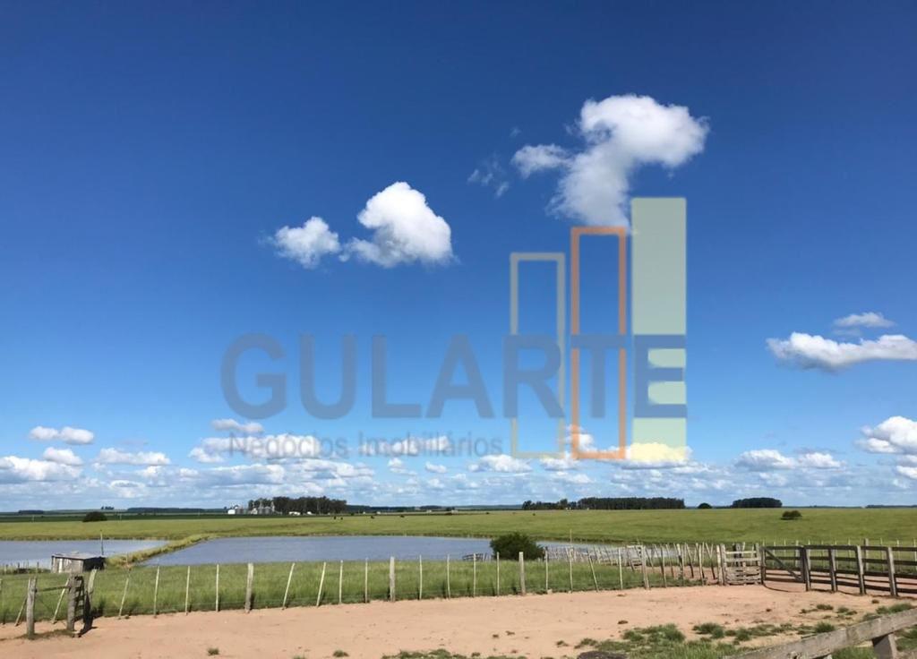 Fazenda, 427 hectares - Foto 8