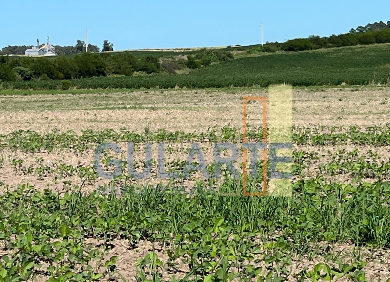 Fazenda, 427 hectares - Foto 6