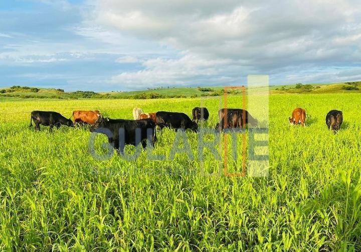 Fazenda, 707 hectares - Foto 4