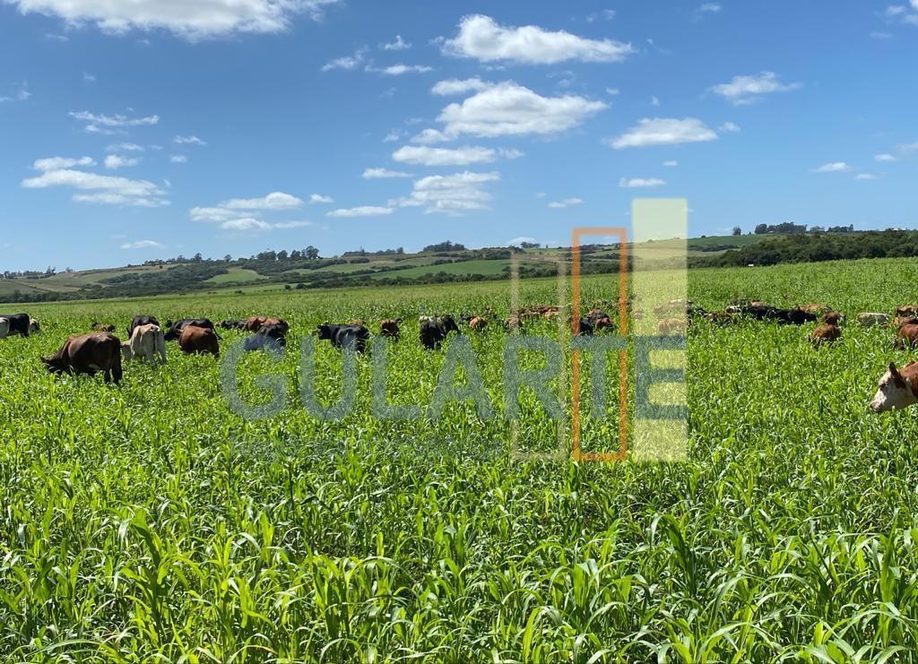 Fazenda, 707 hectares - Foto 3