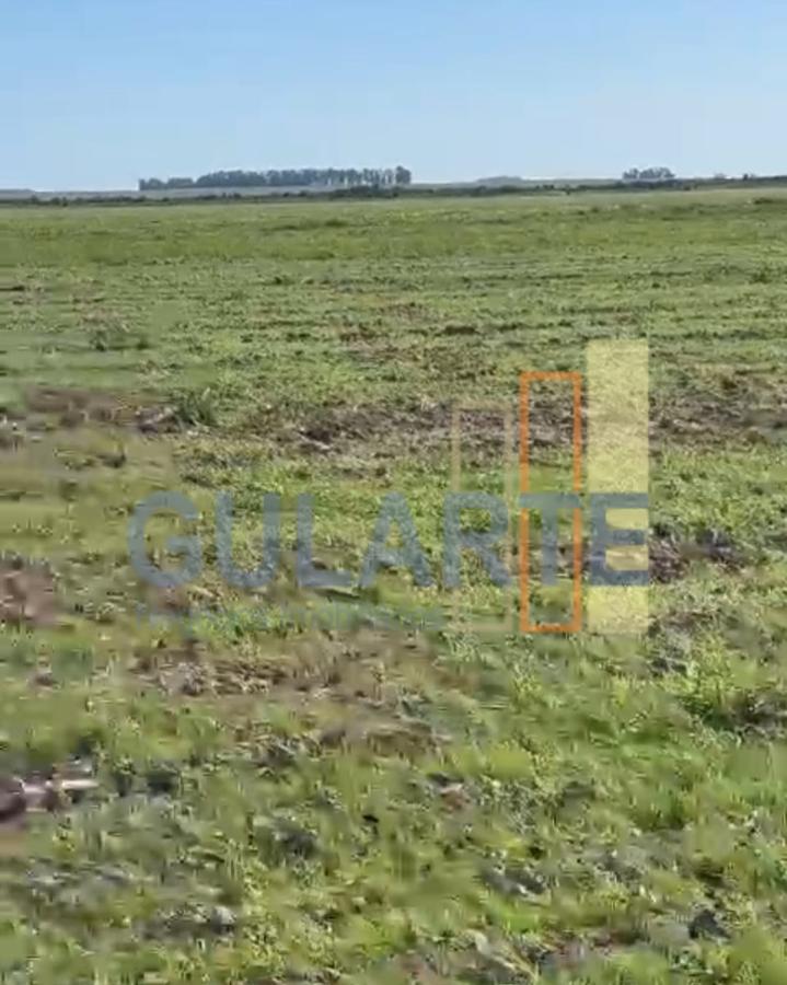 Fazenda, 600 hectares - Foto 2