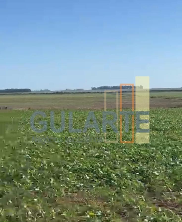 Fazenda, 600 hectares - Foto 13