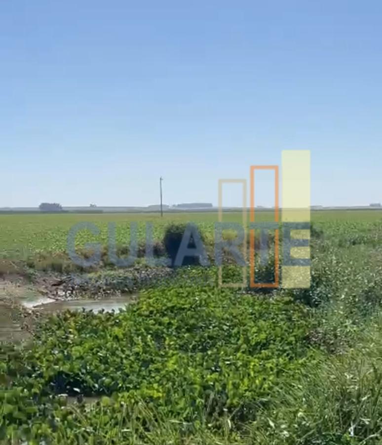 Fazenda, 600 hectares - Foto 9