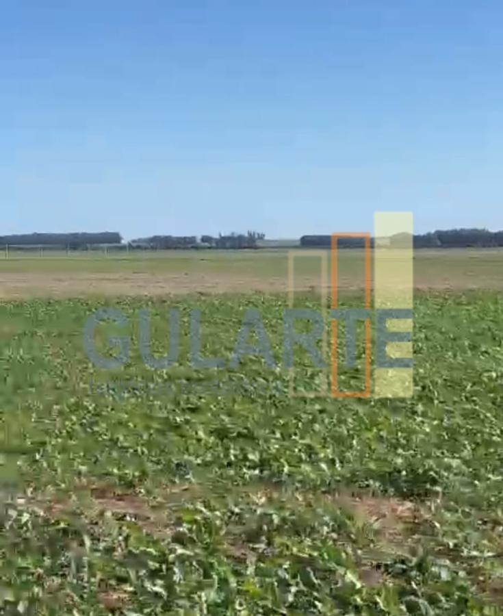 Fazenda, 600 hectares - Foto 14