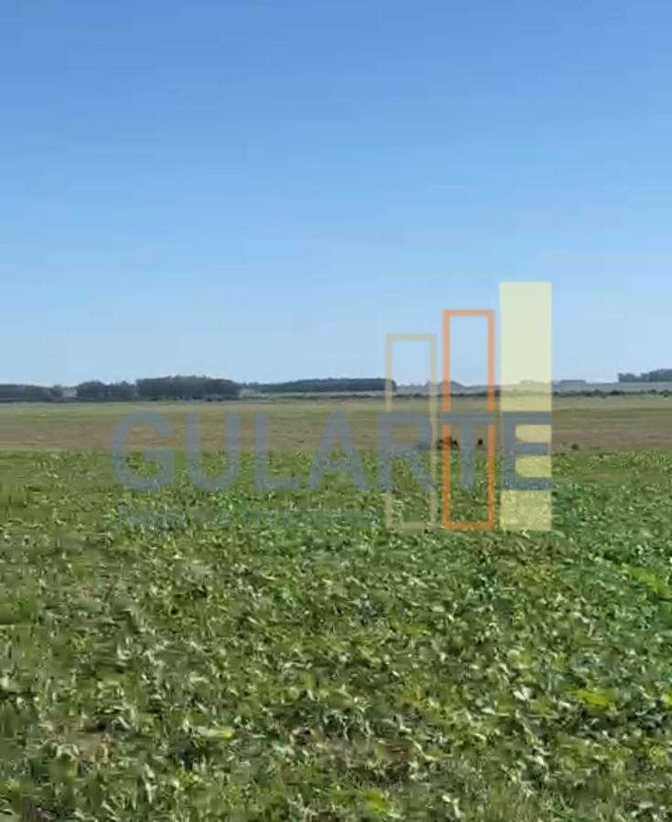 Fazenda, 600 hectares - Foto 16