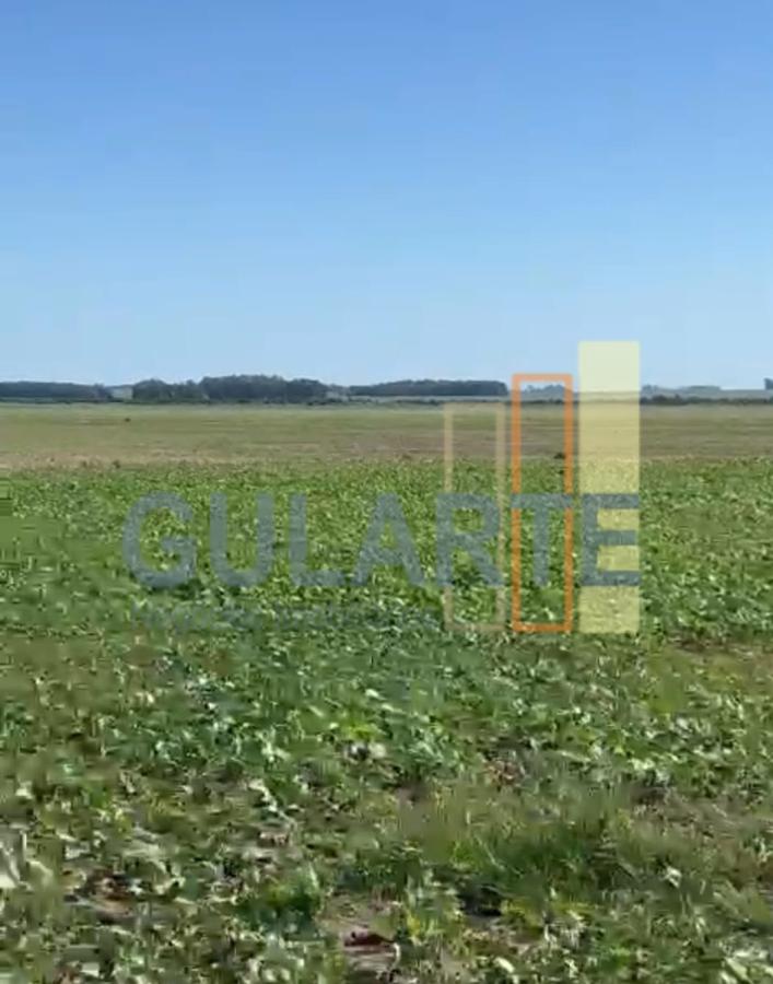 Fazenda, 600 hectares - Foto 15