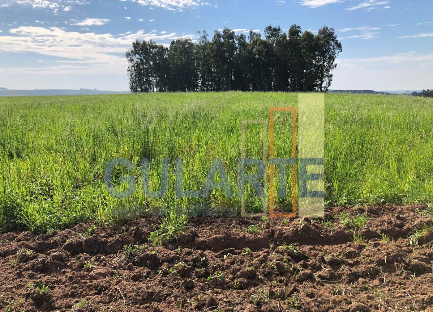 Fazenda, 244 hectares - Foto 7