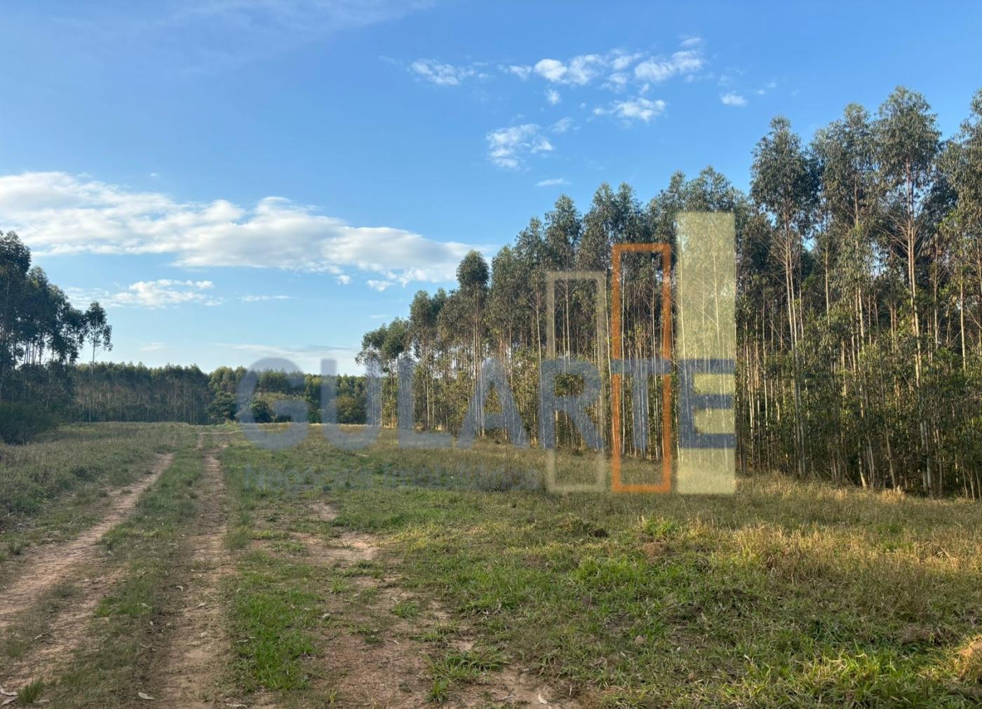 Fazenda, 56 hectares - Foto 4
