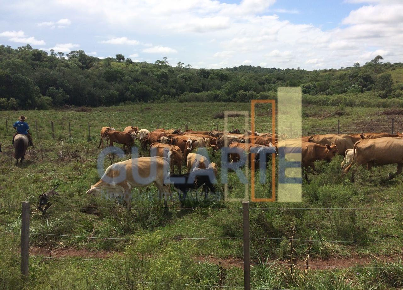 Fazenda, 903 hectares - Foto 16