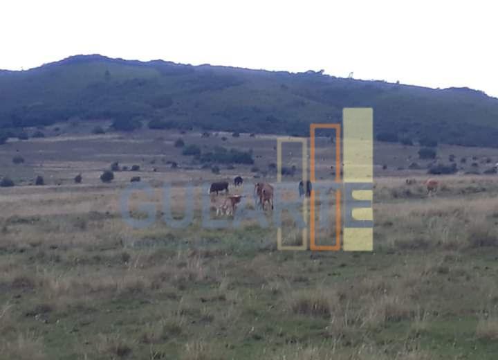 Fazenda, 903 hectares - Foto 12