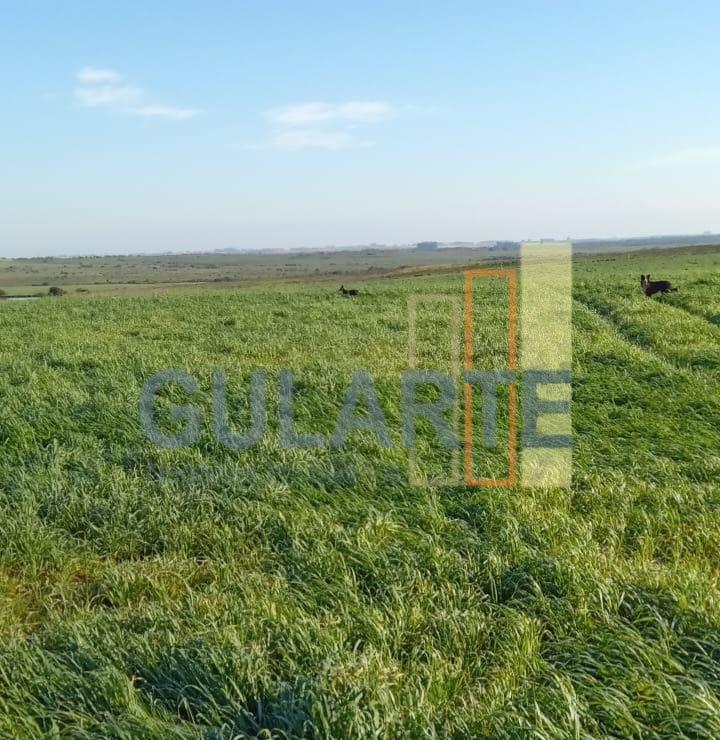 Fazenda à venda, 545m² - Foto 4