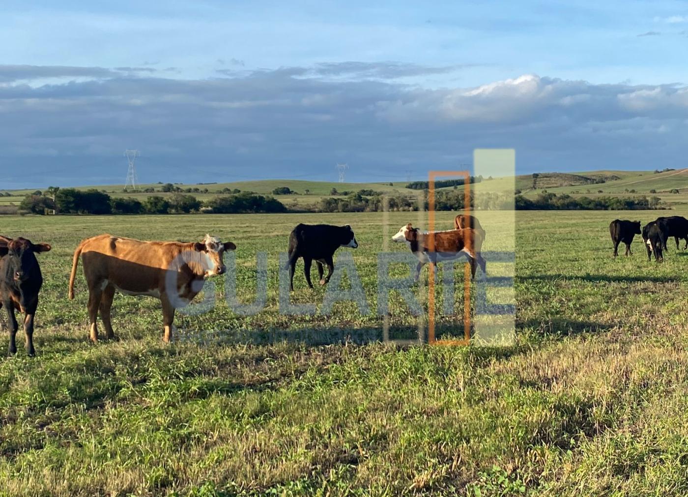 Fazenda à venda, 440m² - Foto 12