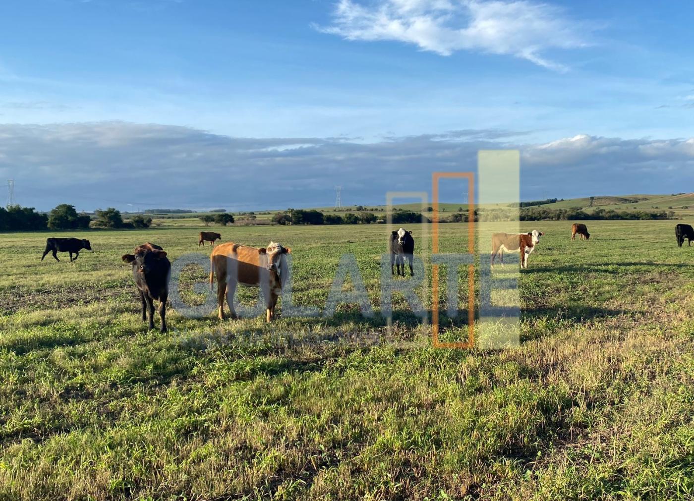Fazenda à venda, 440m² - Foto 13