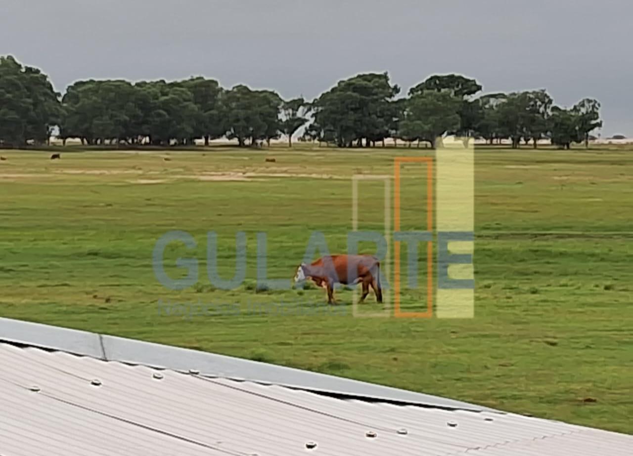 Fazenda, 1000 hectares - Foto 5