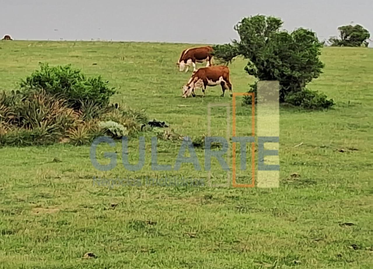 Fazenda, 1000 hectares - Foto 10