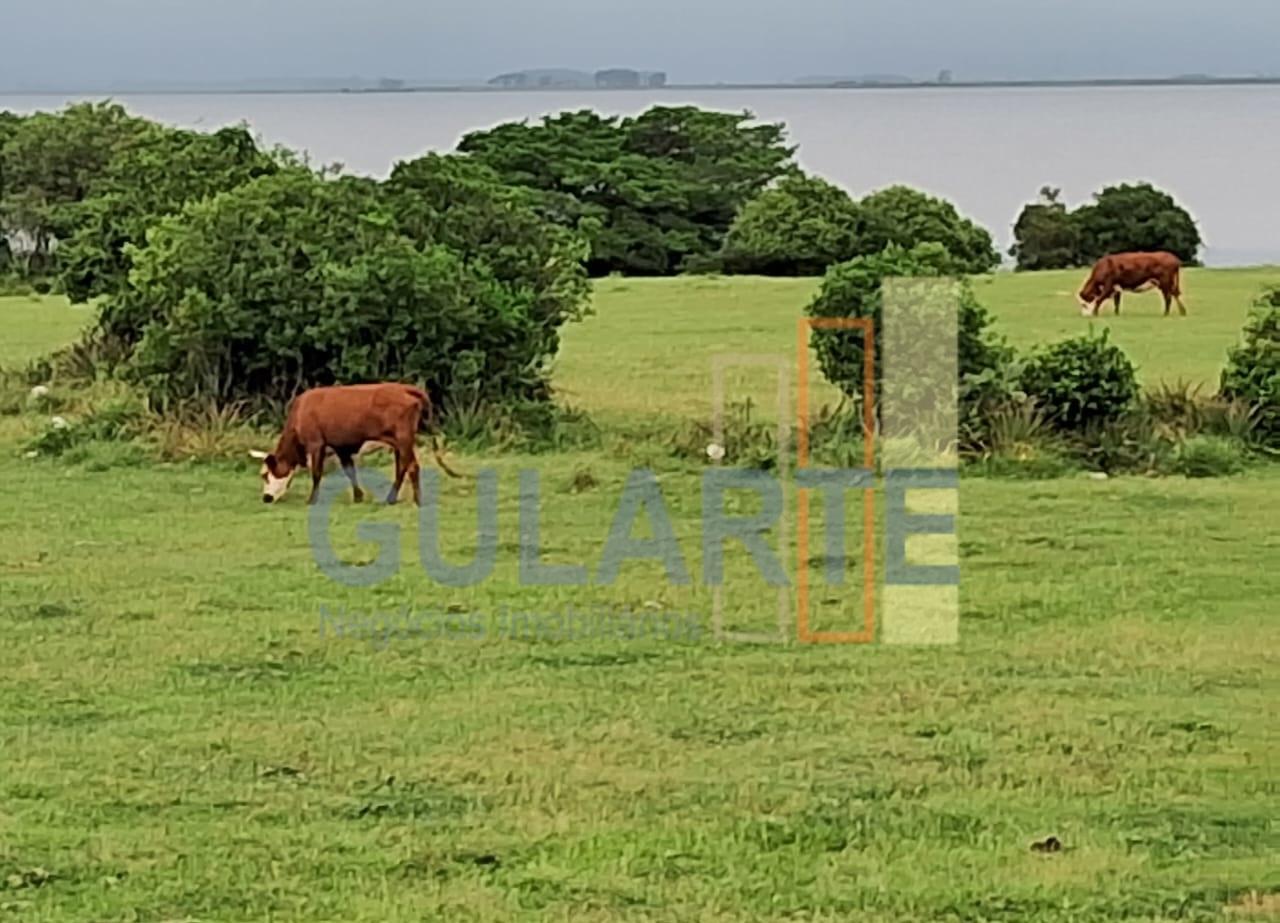 Fazenda, 1000 hectares - Foto 9