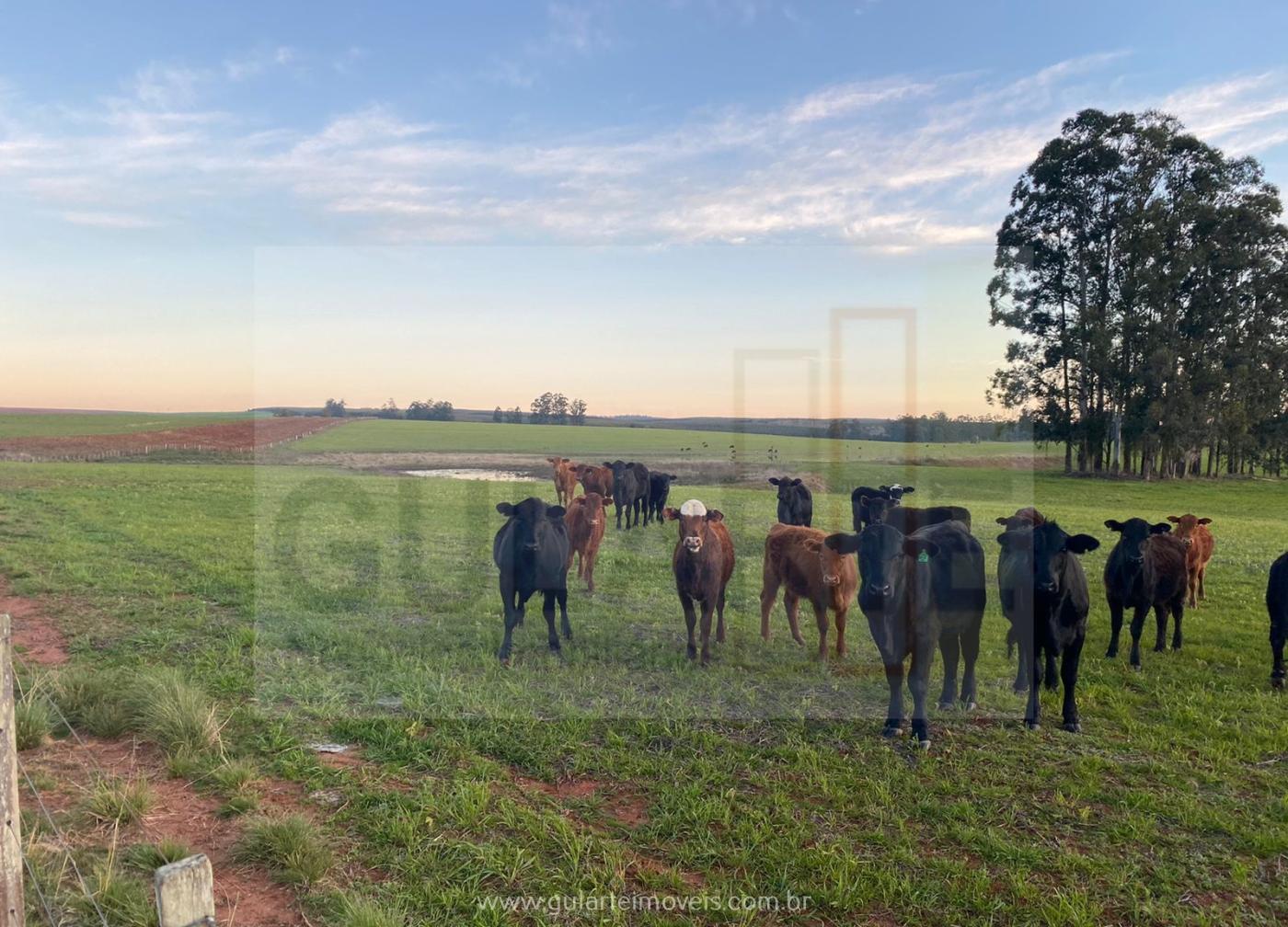 Fazenda à venda, 142m² - Foto 4