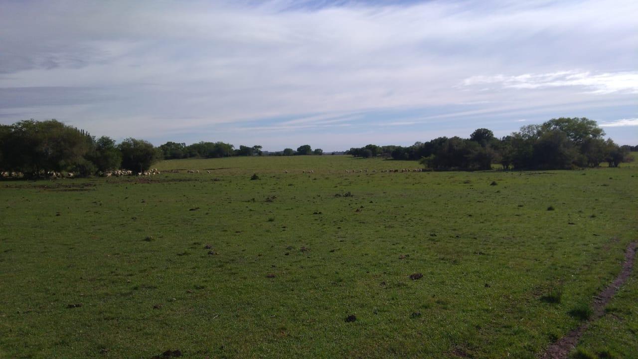 Fazenda à venda, 2214m² - Foto 11