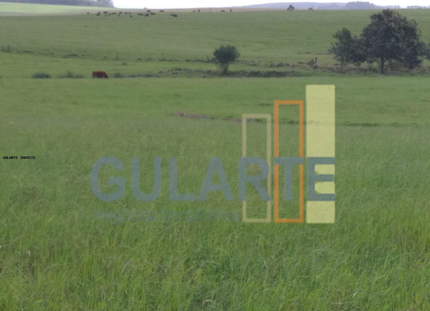 Fazenda, 330 hectares - Foto 3