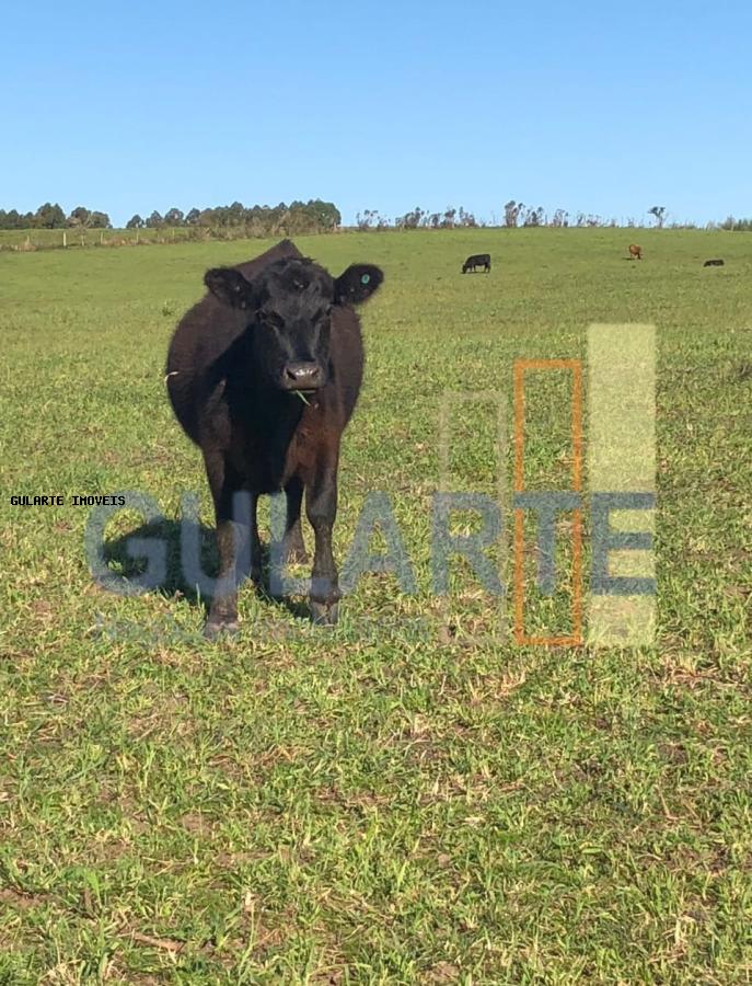 Fazenda, 330 hectares - Foto 7