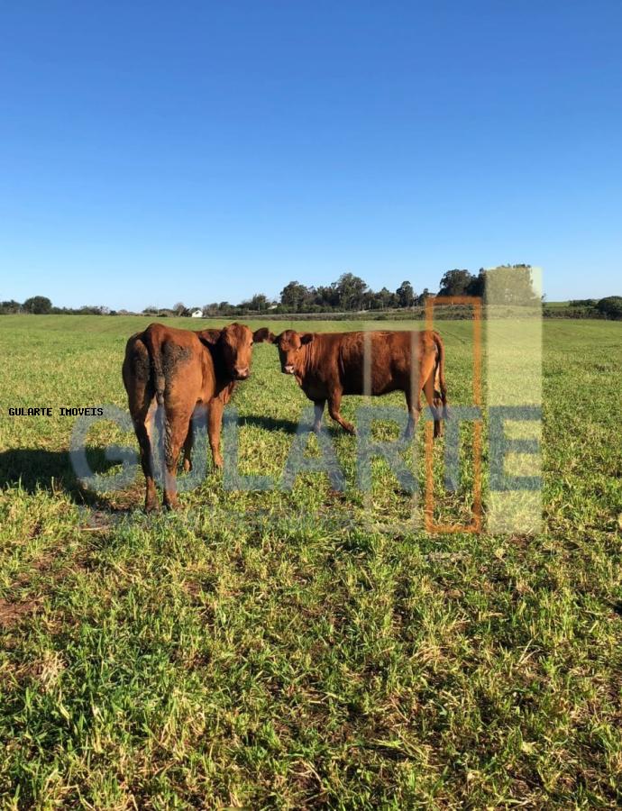 Fazenda, 330 hectares - Foto 6