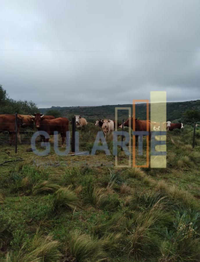 Fazenda, 897 hectares - Foto 14