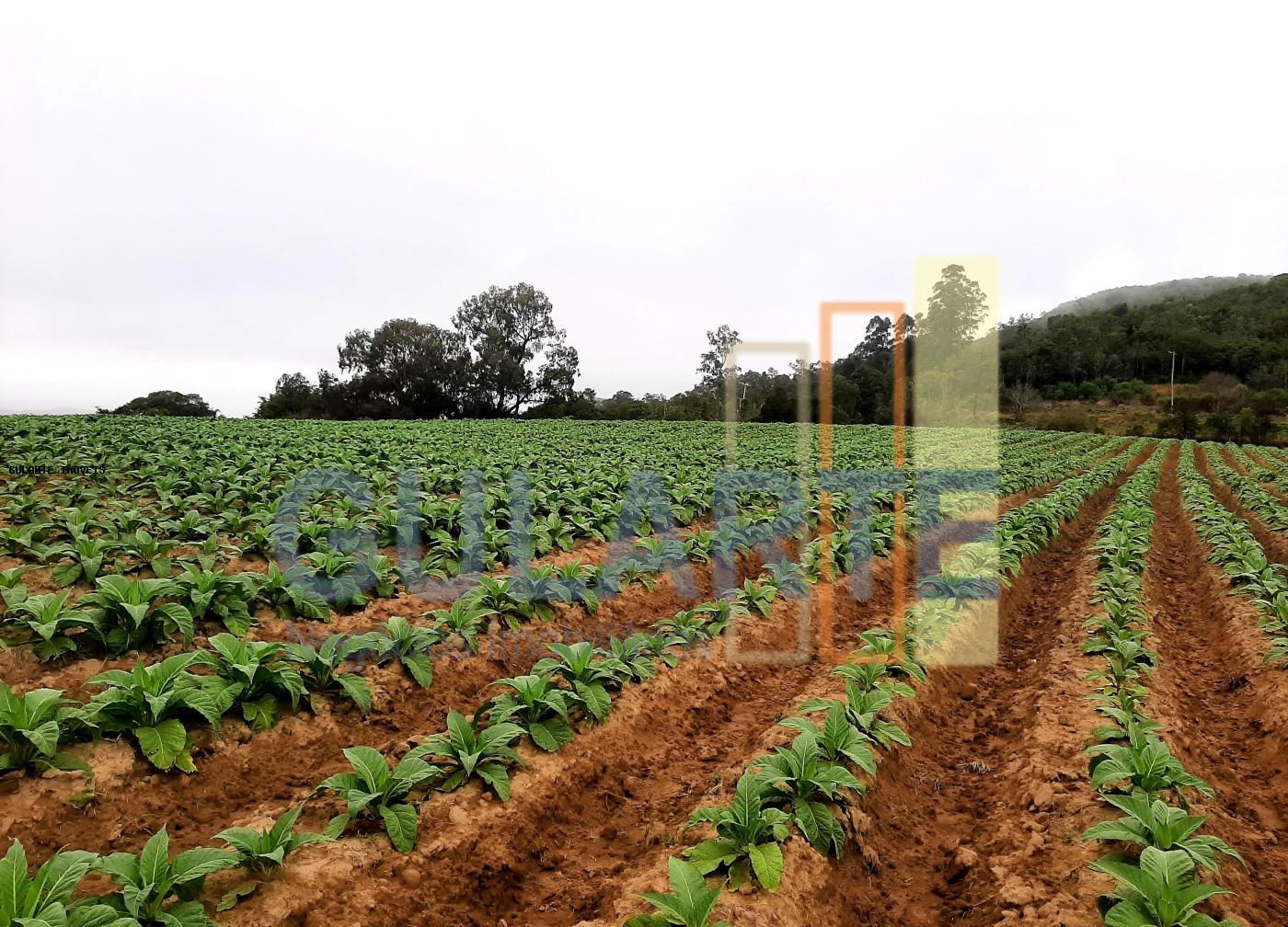 Sítio, 12 hectares - Foto 5