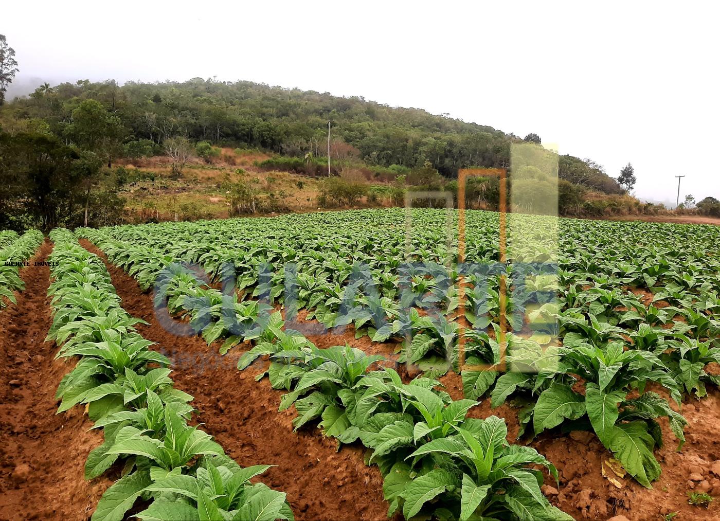 Sítio, 12 hectares - Foto 13