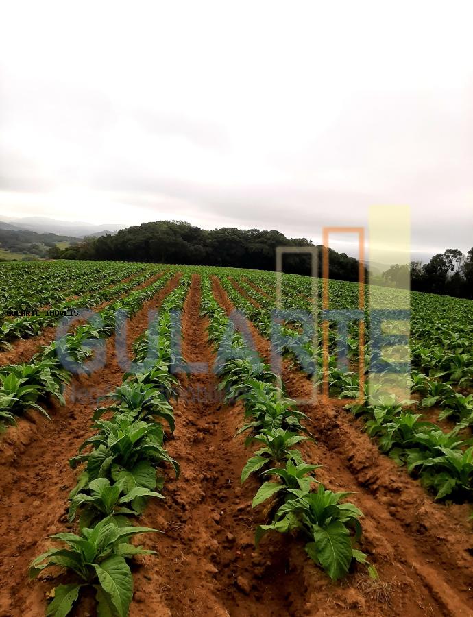 Sítio, 12 hectares - Foto 15