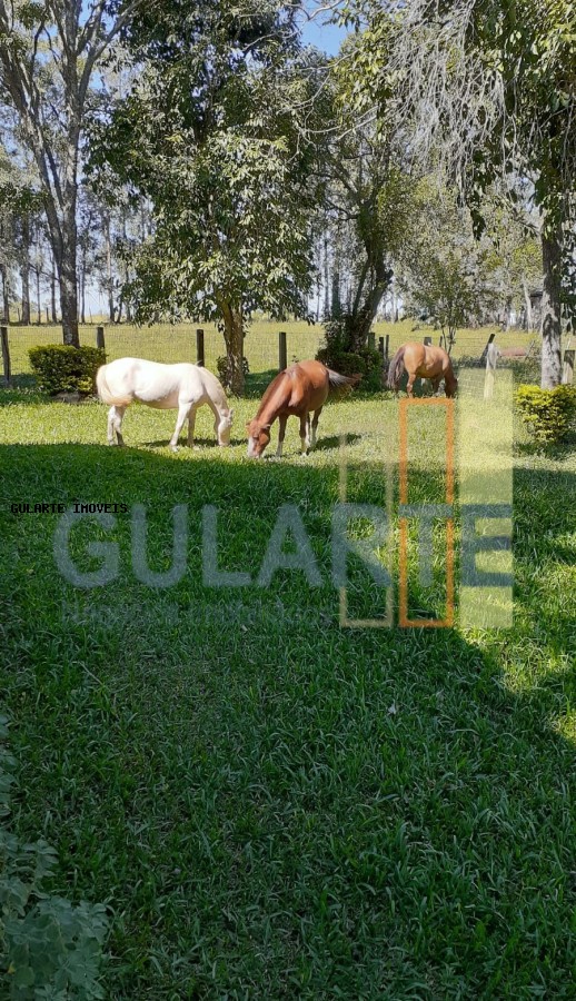 Fazenda, 24 hectares - Foto 7