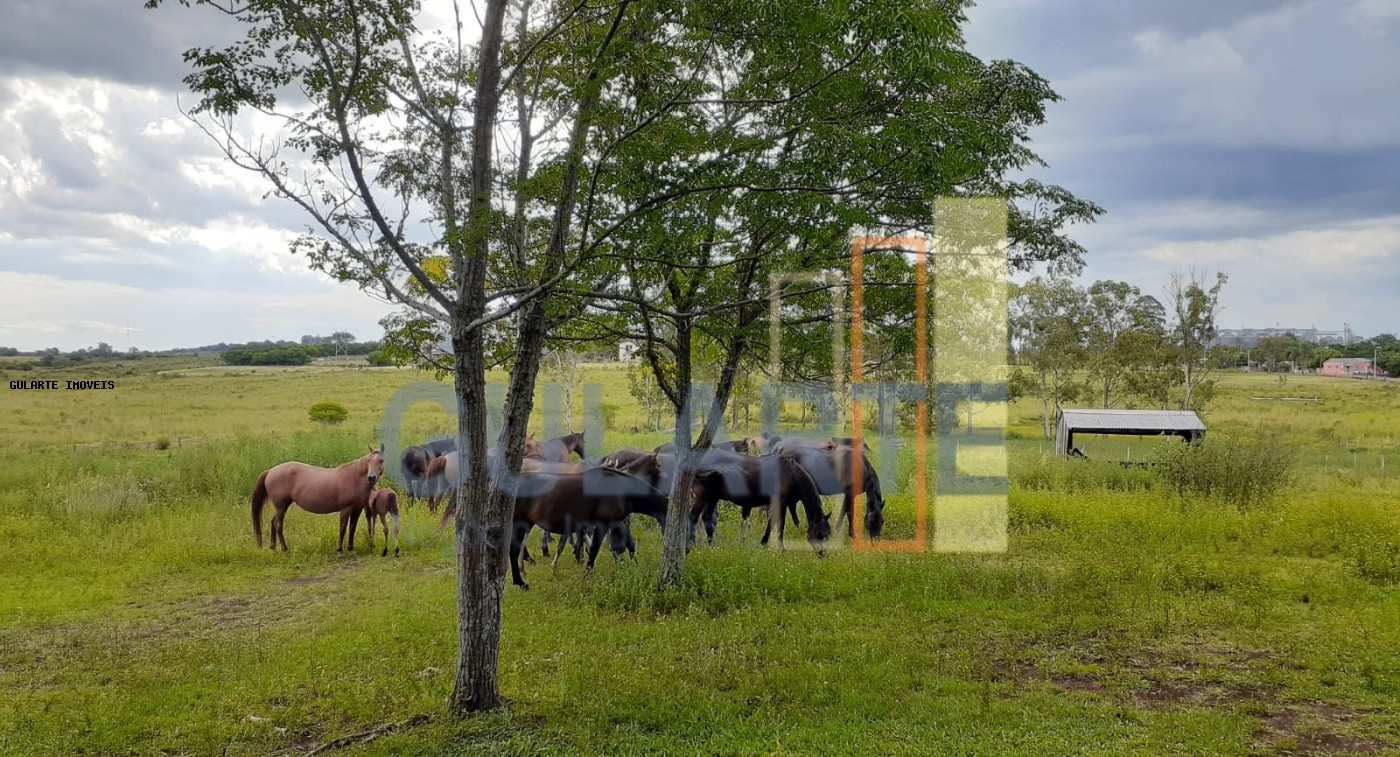 Fazenda, 24 hectares - Foto 11