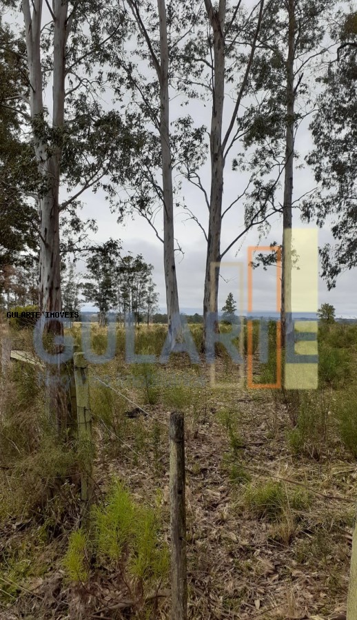 Fazenda, 24 hectares - Foto 12