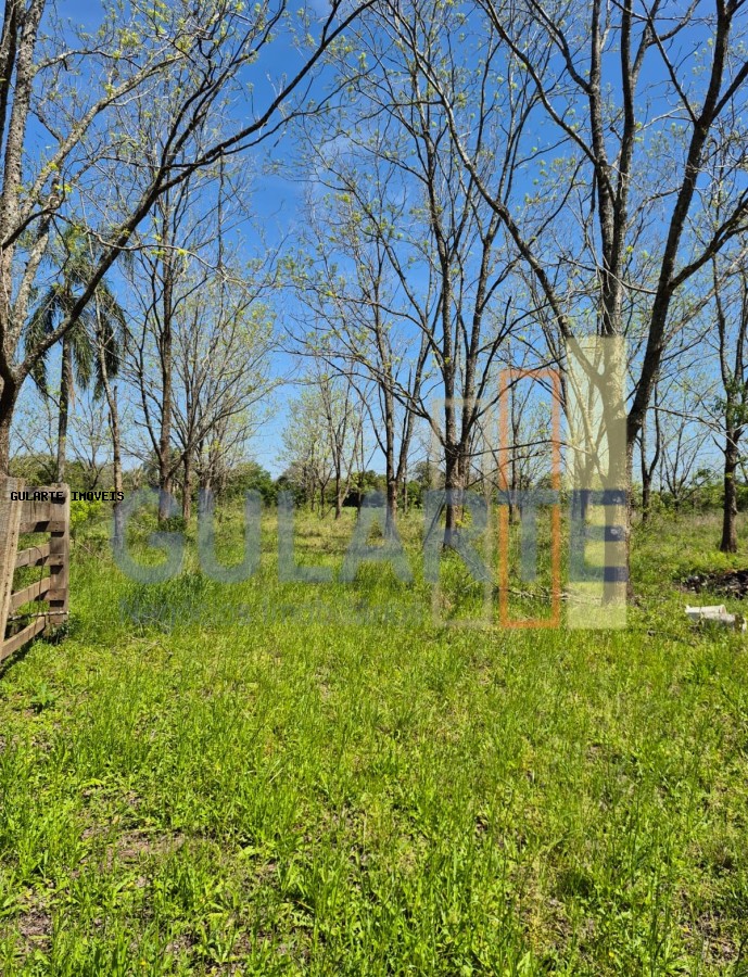 Fazenda, 98 hectares - Foto 5