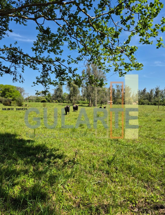 Fazenda, 98 hectares - Foto 29