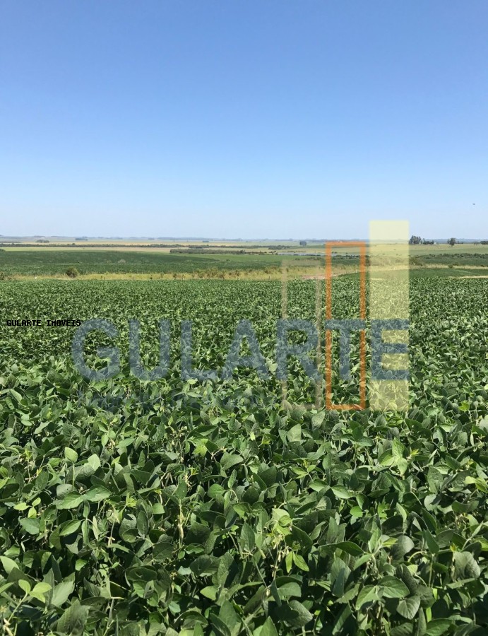 Fazenda, 825 hectares - Foto 3