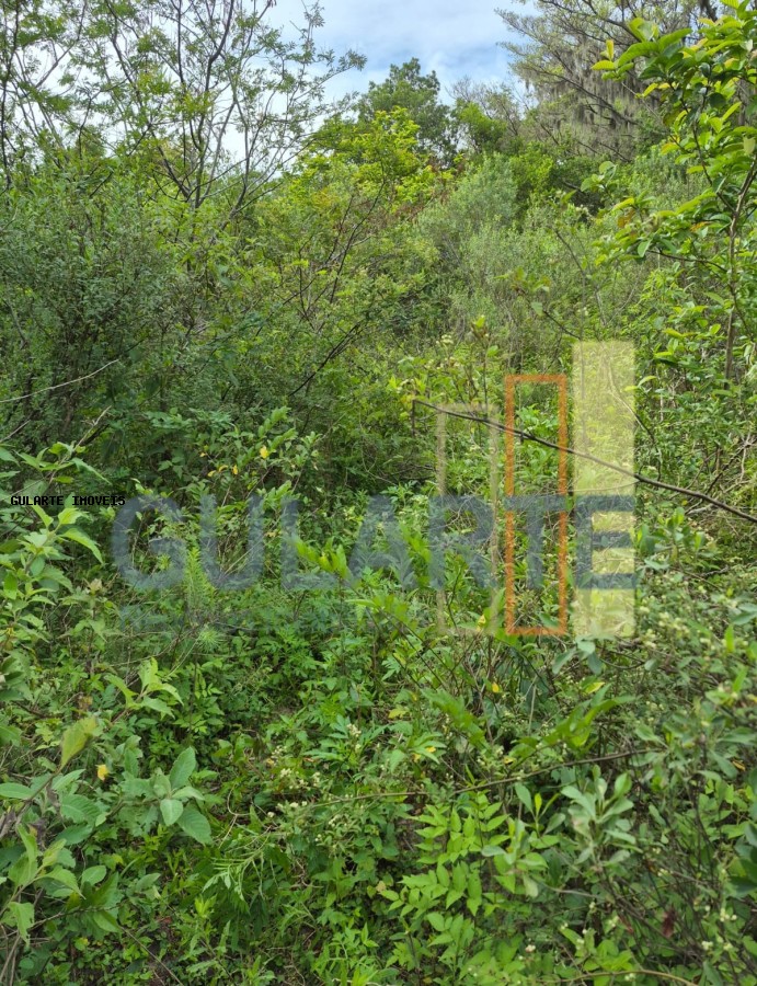 Terreno, 10 hectares - Foto 8