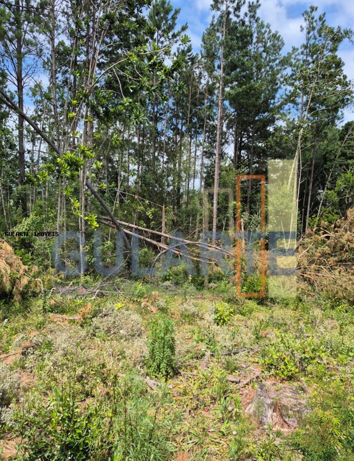 Terreno, 20 hectares - Foto 3