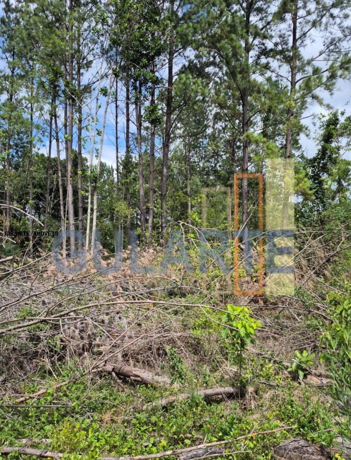 Terreno, 20 hectares - Foto 5