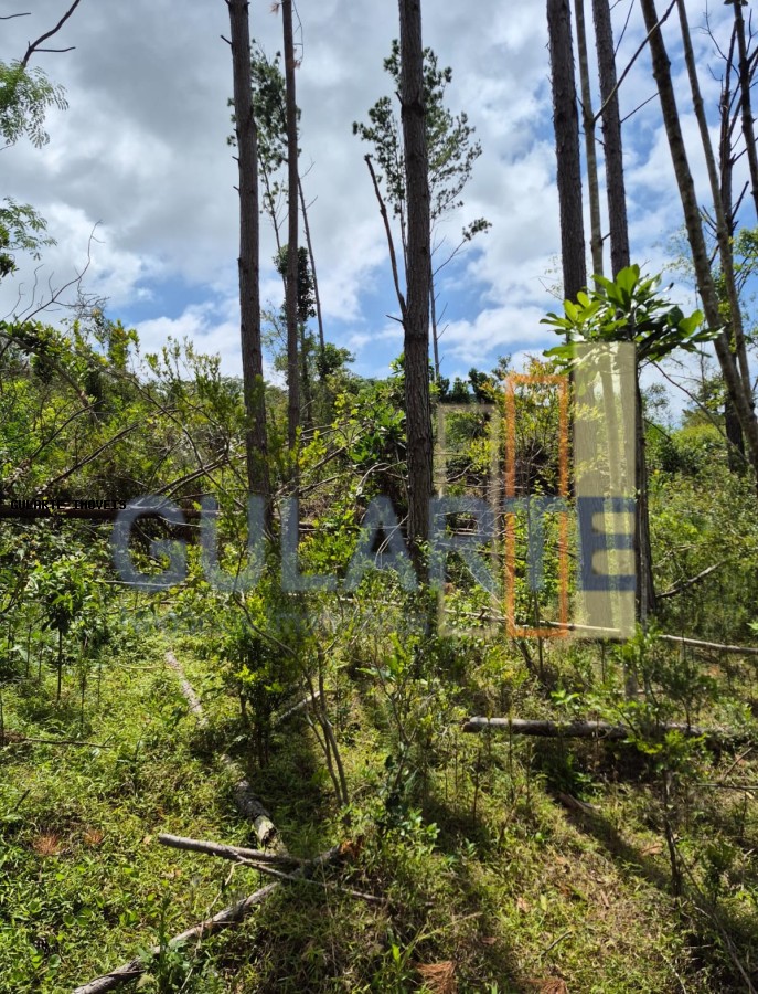 Terreno, 20 hectares - Foto 16