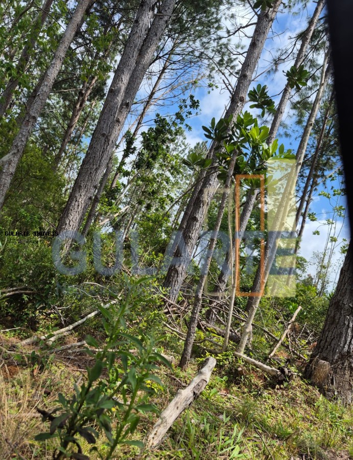 Terreno, 20 hectares - Foto 17