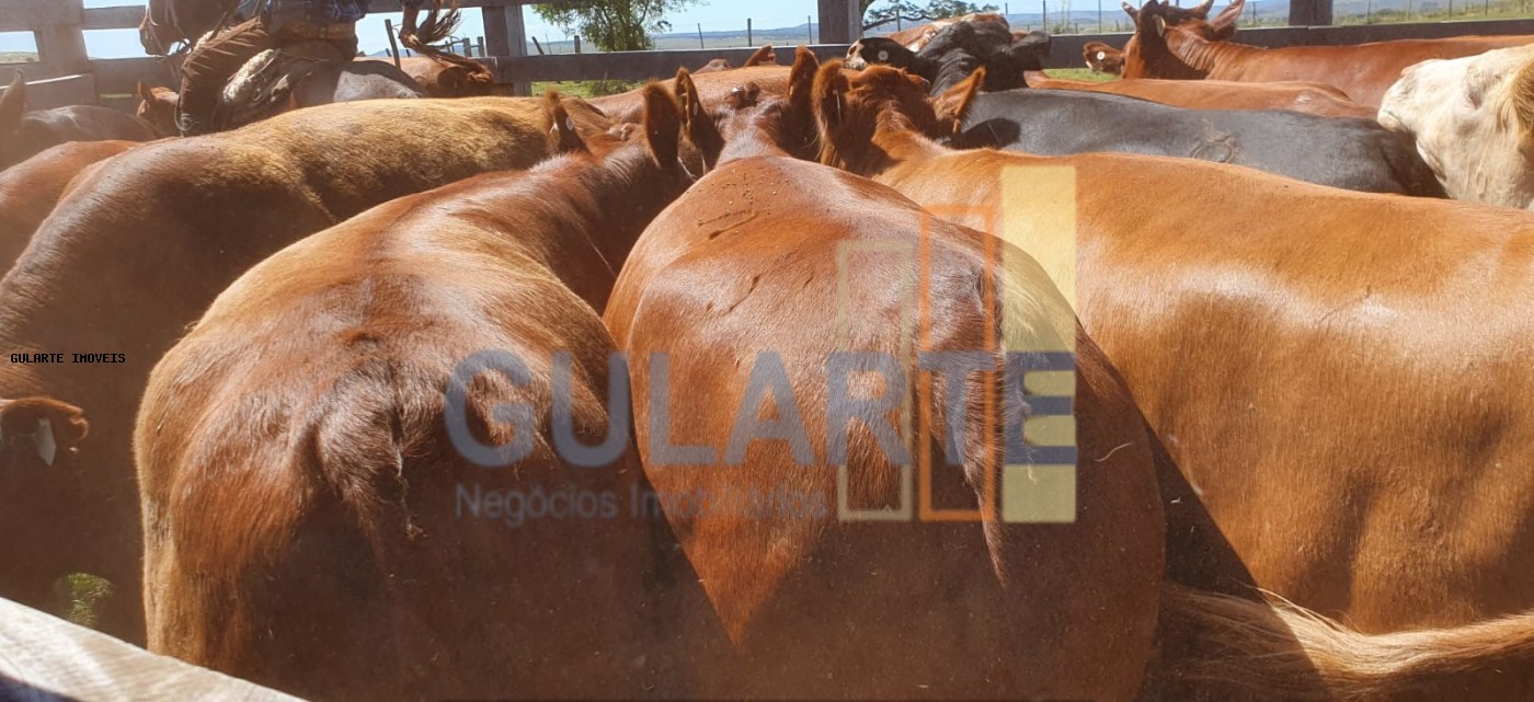 Fazenda, 1017 hectares - Foto 3