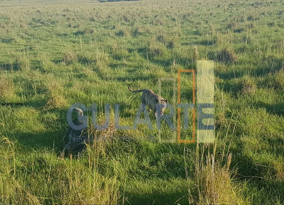 Fazenda, 1017 hectares - Foto 10