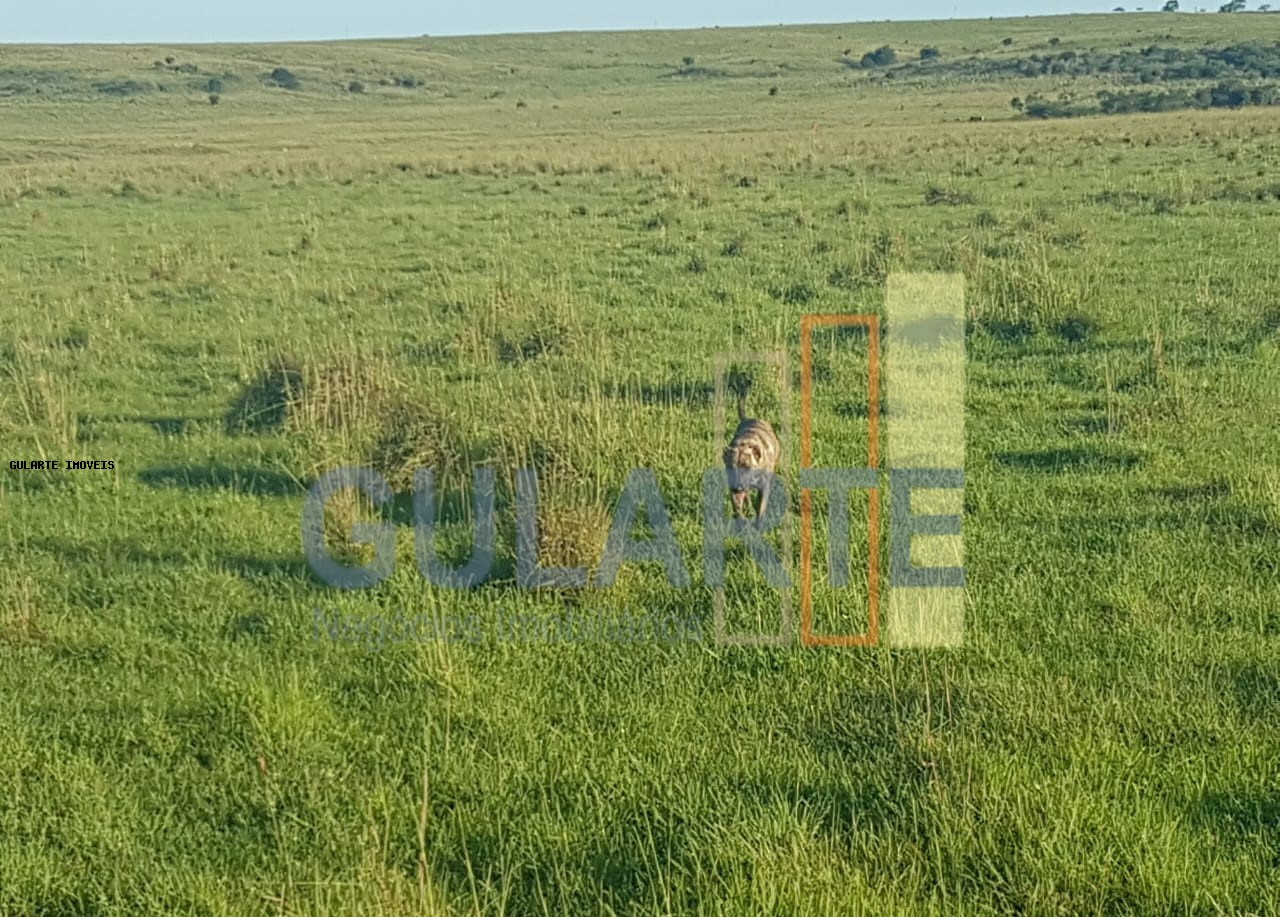 Fazenda, 1017 hectares - Foto 11