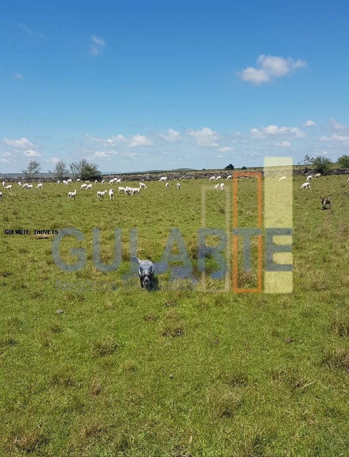 Fazenda, 1017 hectares - Foto 12