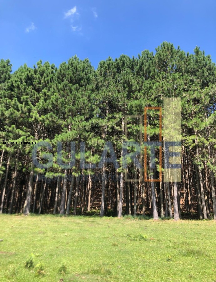 Fazenda, 715 hectares - Foto 5