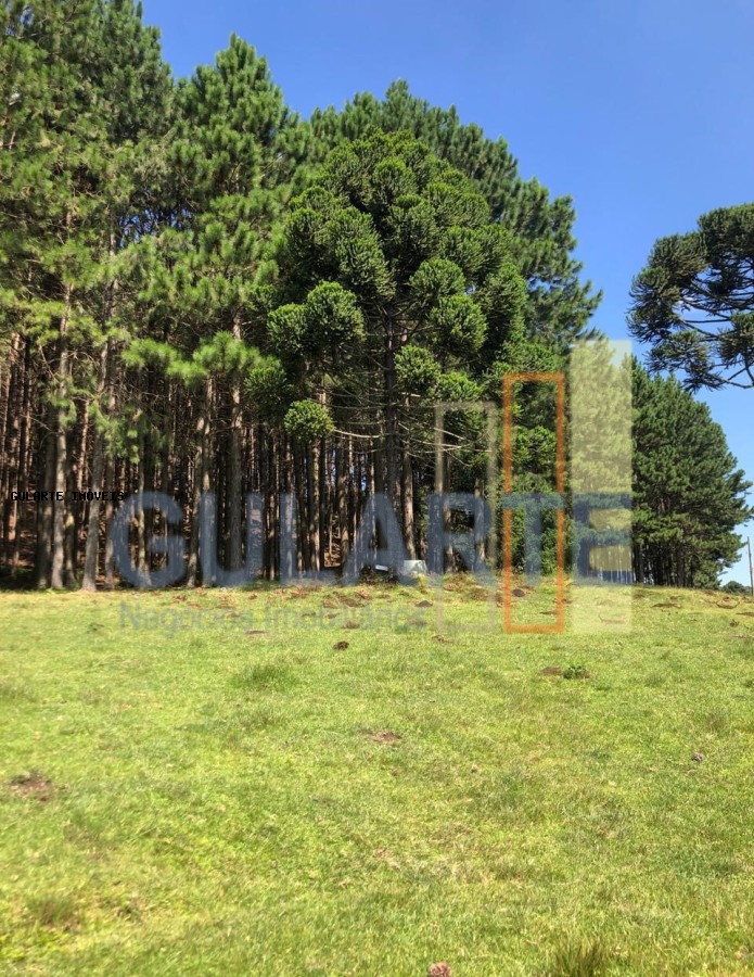 Fazenda, 715 hectares - Foto 9