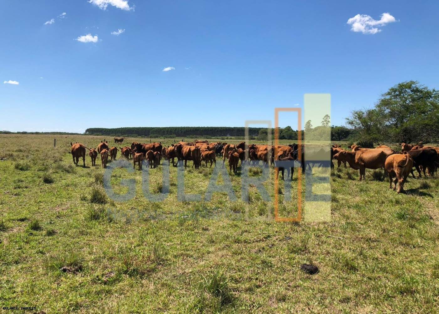 Fazenda, 1263 hectares - Foto 4