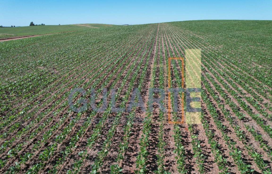 Fazenda, 1263 hectares - Foto 10