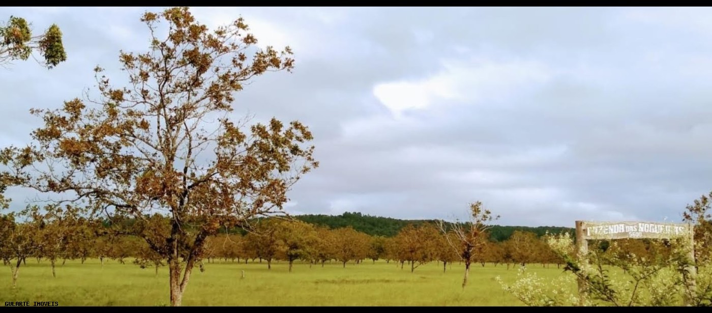 Chácara, 365 hectares - Foto 3