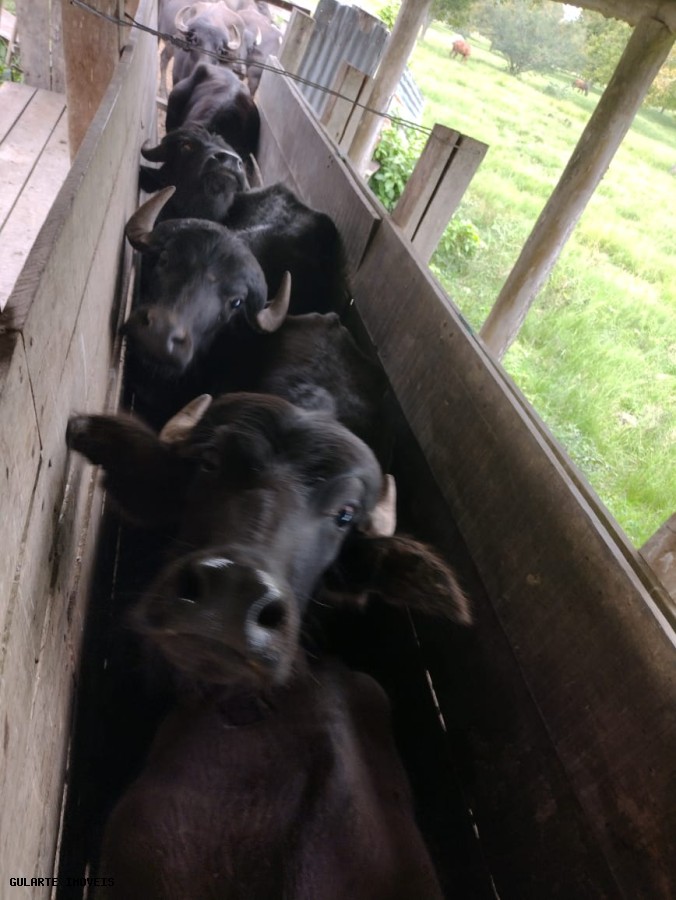 Chácara, 365 hectares - Foto 4